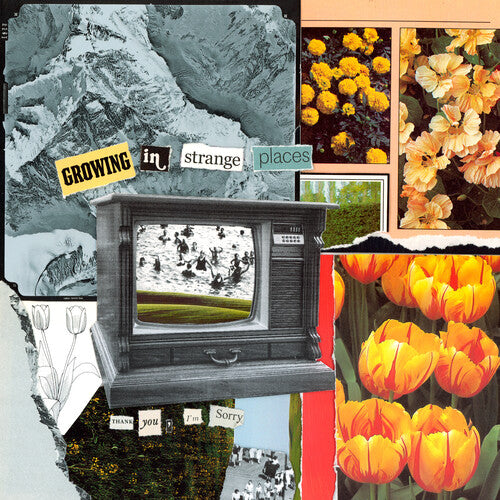 I'm Sorry Thank You - Growing In Strange Places - Orange Crush { vinyl }